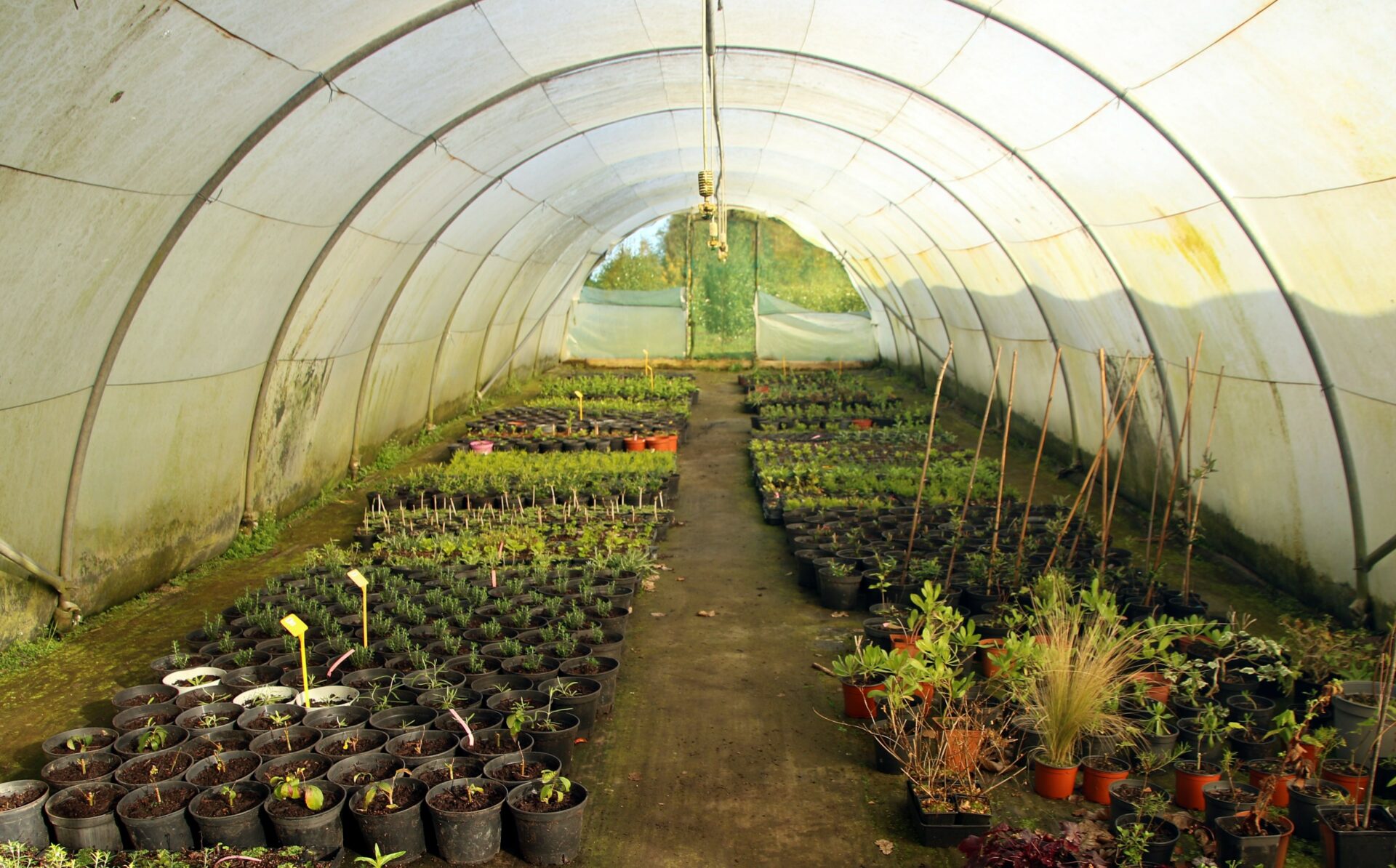 Pepiniere De Kervavic Pepinieriste Brest Produits Notre Production De Plantes